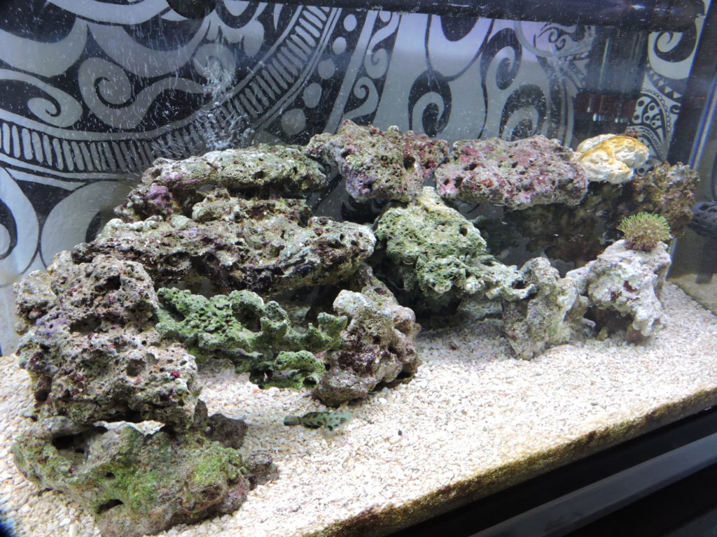 特注 底面ろ過 底面濾過フィルター 海水魚 飼育 水槽別売 60cm水槽専用設計 DSCN1301-e1586482761325.jpg