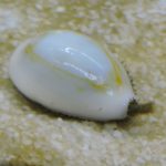 綺麗な貝殻・ヤバい正体『ハナビラタカラガイ』飼育方法・餌・食べるコケの種類は？