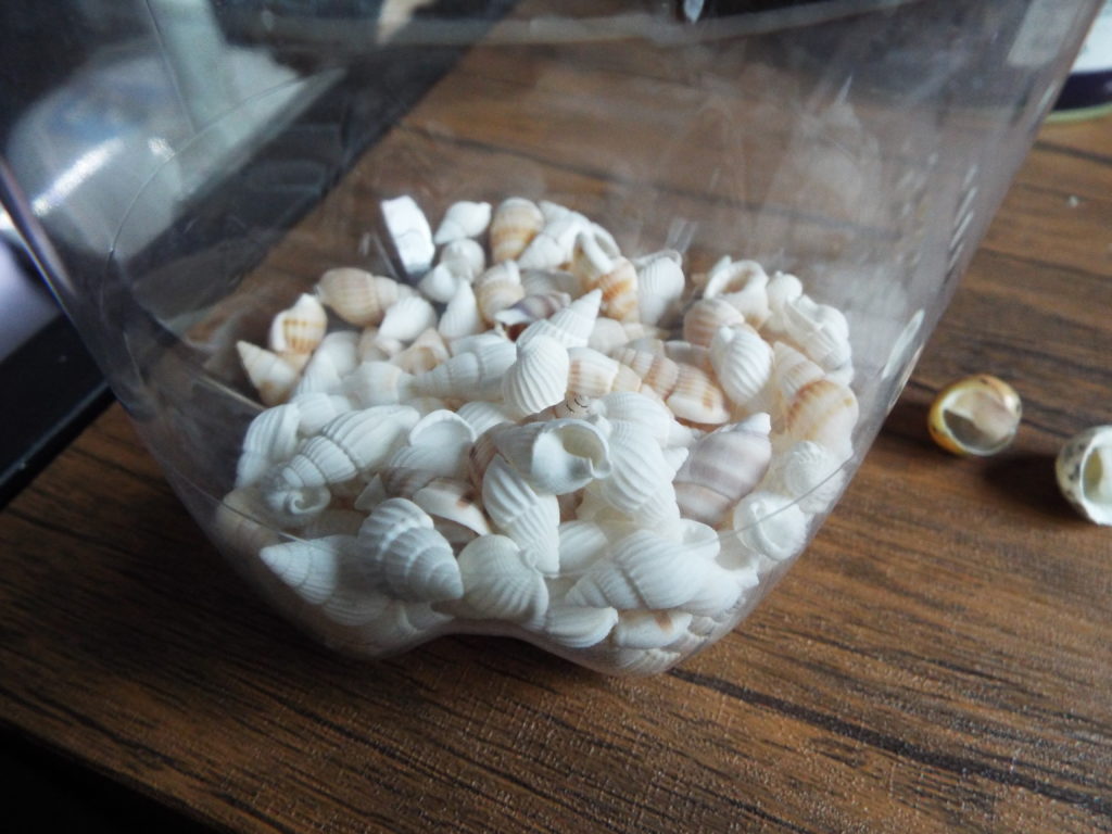 白い貝殻