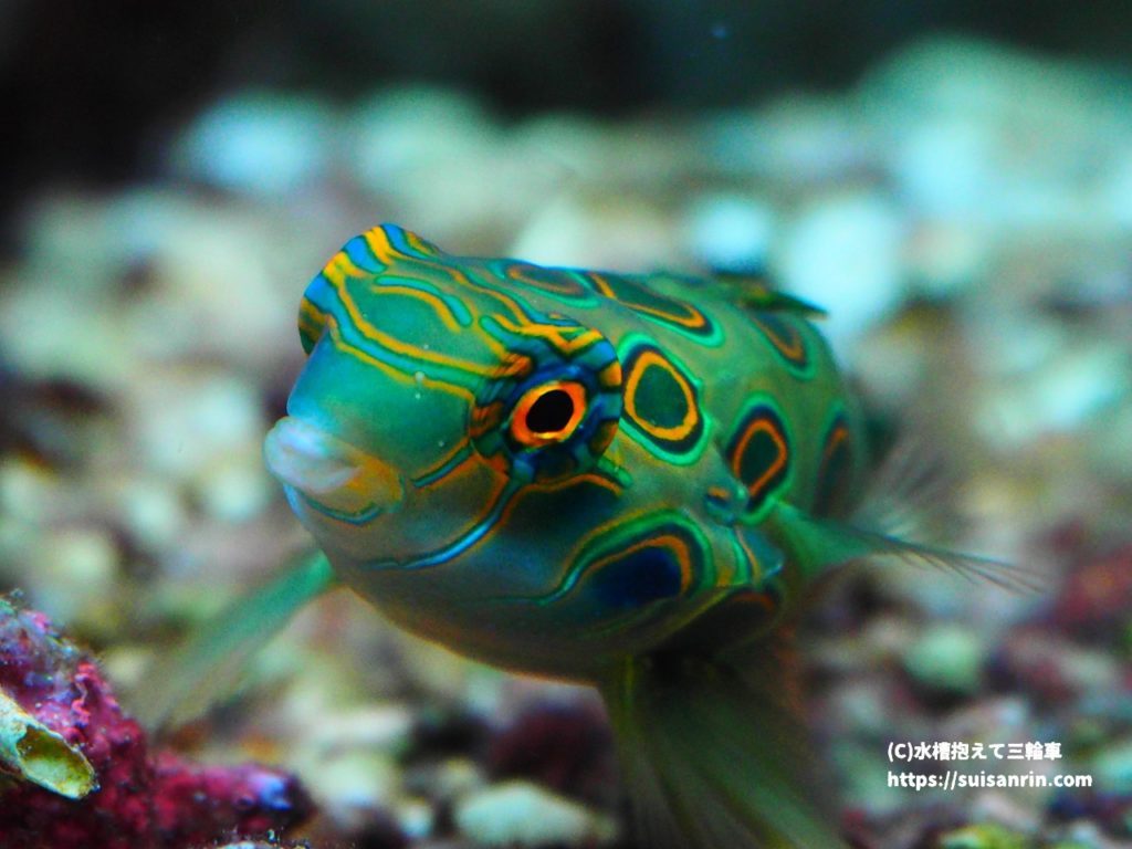 水槽の生き物を撮影しよう カメラは何を コツは 水槽抱えて三輪車