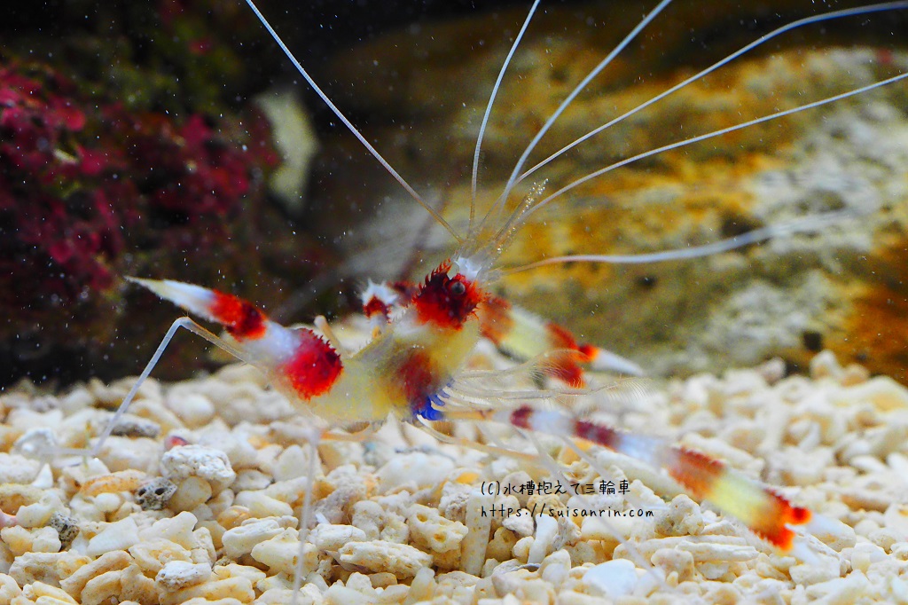 『オトヒメエビ』飼育方法・餌・混泳など… 水槽抱えて三輪車