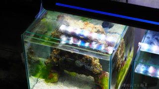 30cmキューブ水槽を「底面濾過+外掛けフィルター」で… – 水槽抱えて三輪車